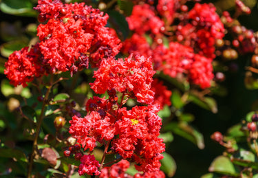 35 RED CREPE MYRTLE Lagerstroemia Indica Flowering Shrub Bush Small Tree Seeds